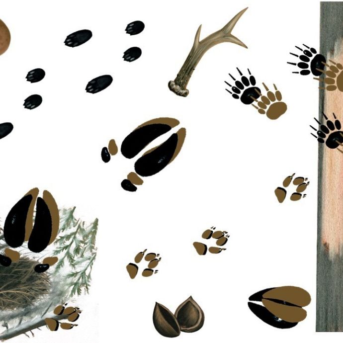 „Na tropie zwierząt” pakiet edukacyjny Grafika „Na tropie zwierząt” pakiet edukacyjny