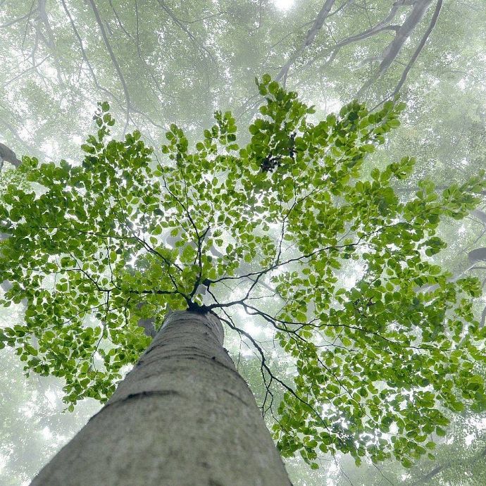 Poznajemy drzewa i krzewy Grafika Poznajemy drzewa i krzewy