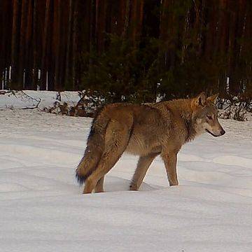 Wilcze AuuuuuMORY Grafika Wilcze AuuuuuMORY